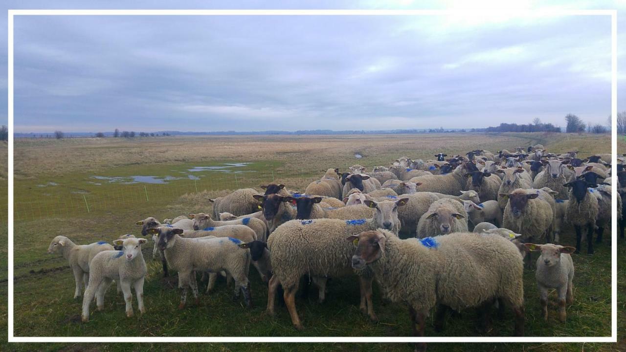 Odyssee Gite Sur Peniche Saint-Valéry-sur-Somme Zewnętrze zdjęcie